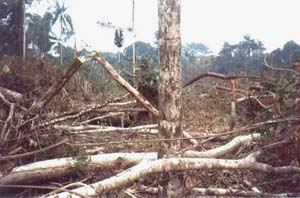 A Amazônia Brasileira é vítima de um desmatamento acelerado